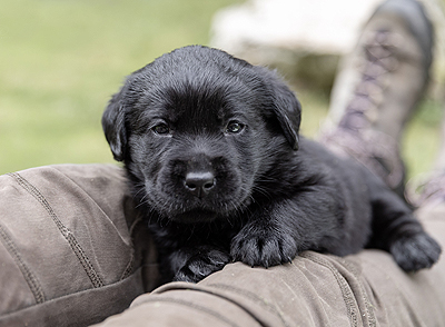 Z-ll-Wurf  -  14.11.2025