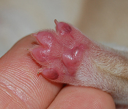 Pfote eines neugeborenen Labrador-Retriever-Welpen