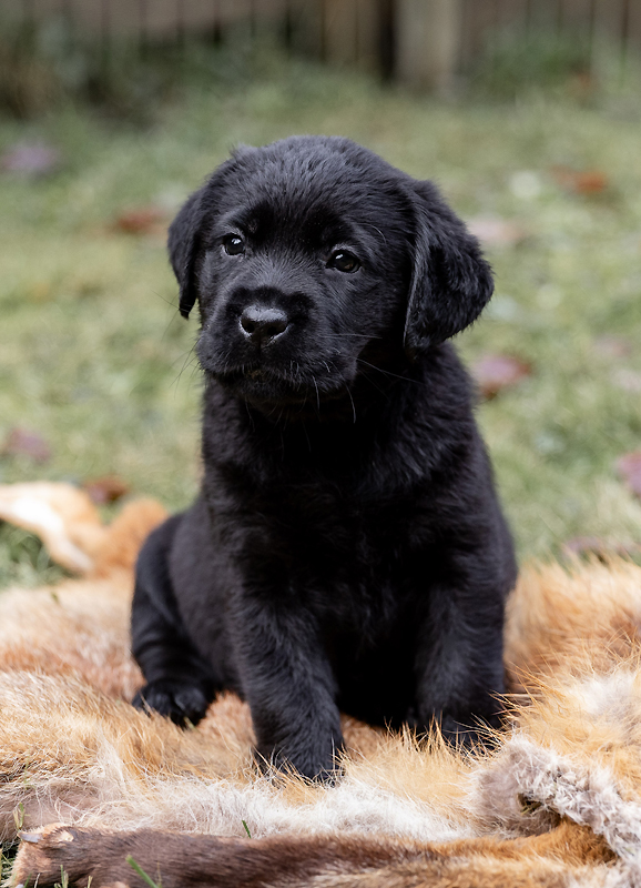 Z-ll-Wurf   -   29.11.2025