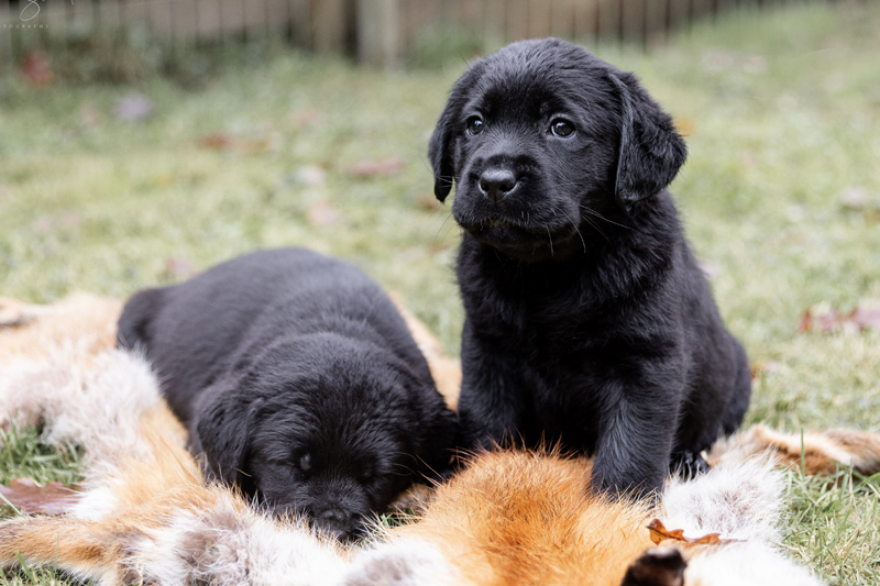 Z-ll-Wurf  -  29.11.2025