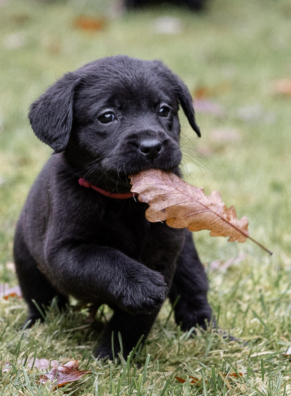 Z-ll-Wurf   -   29.11.2025