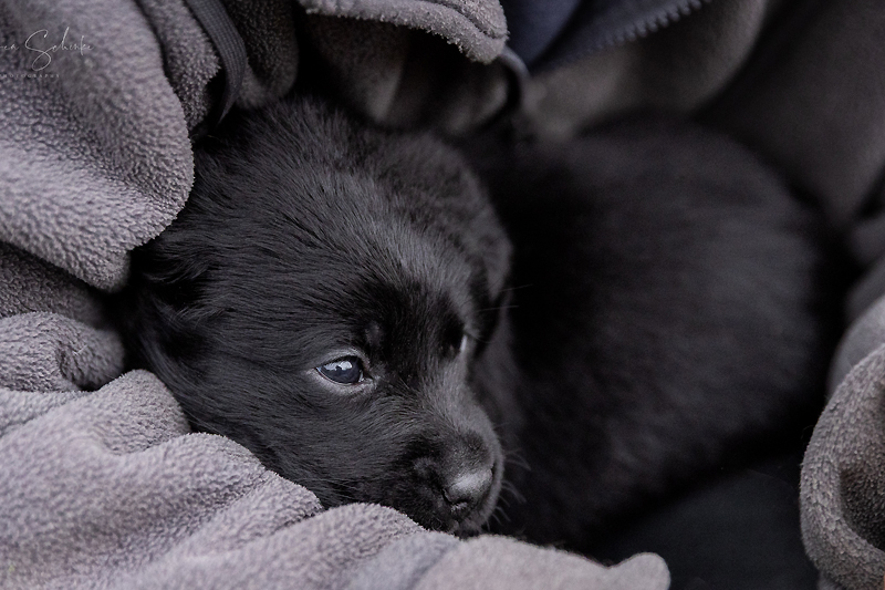 Z-ll-Wurf   -   29.11.2025