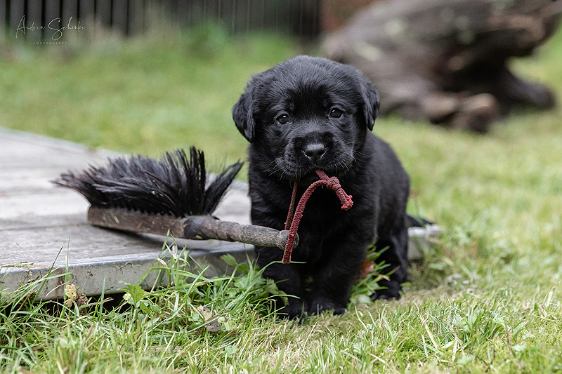 Z-ll-Wurf  -  14.11.2025