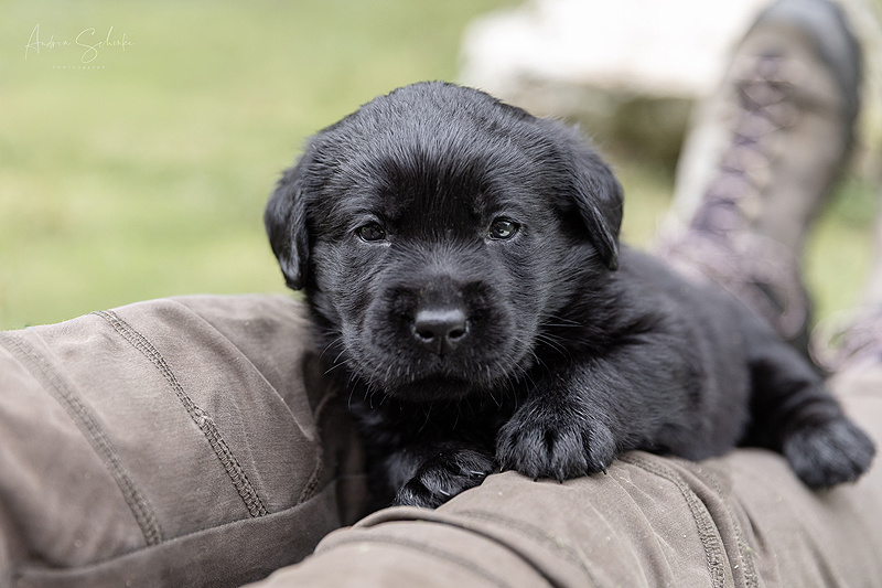 Z-ll-Wurf  -  14.11.2025