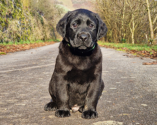 Zantos ex Chelsea  -  16.12.2025