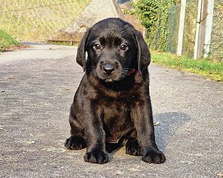 Zelma ex Chelsea  -  18.12.2025