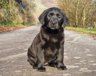 Zora ex Chelsea  -  16.12.2025