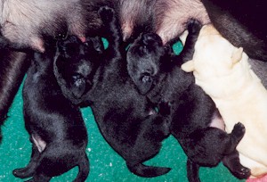 Labradors ex Chelsea: A-Wurf: 30. Juni 2001